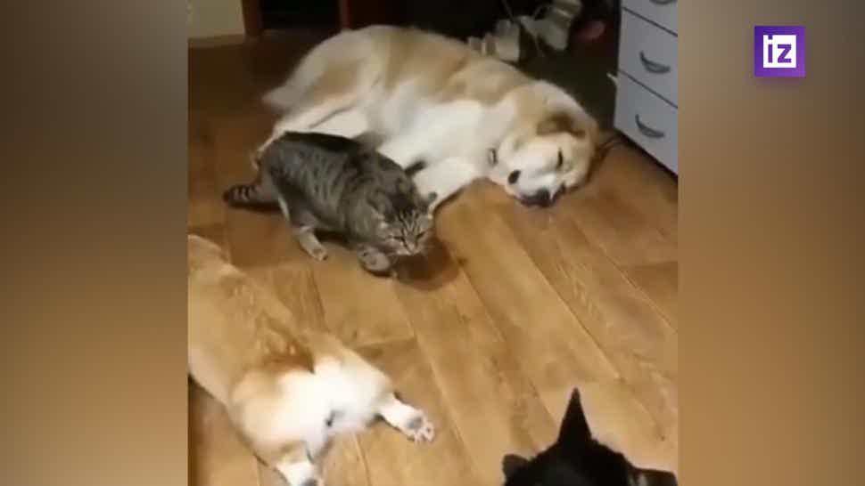 video s kradushimsya mimo sobak kotom video izvestiya 17 01 2020